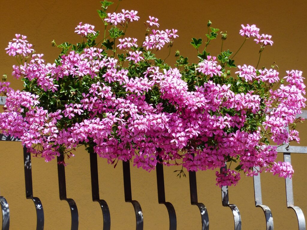 Różowe, obficie kwitnące pelargonie w skrzynce zawieszonej na balustradzie balkonu.